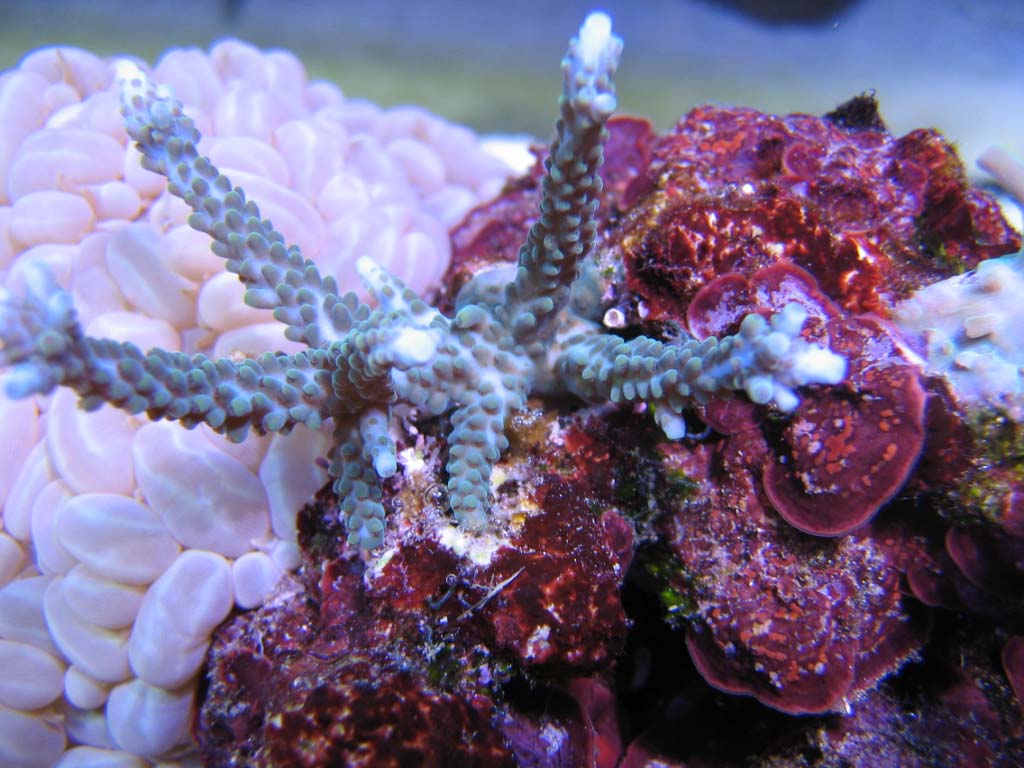 Acropora parilis